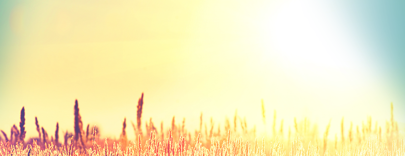Sunny Field